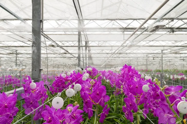 Cómo cultivar y cuidar tus Orquídeas como un experto