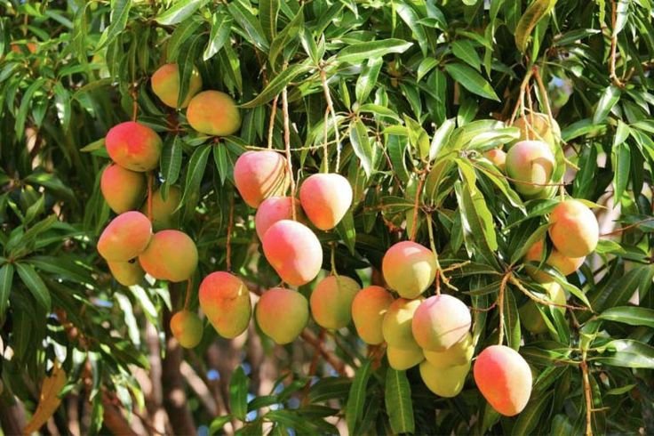 Cómo cultivar mangos en casa: Guía práctica para principiantes