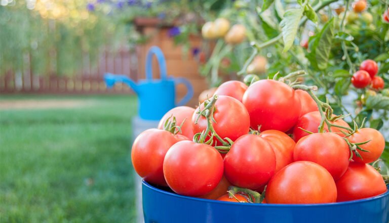 Guía completa para cultivar tomates deliciosos en casa