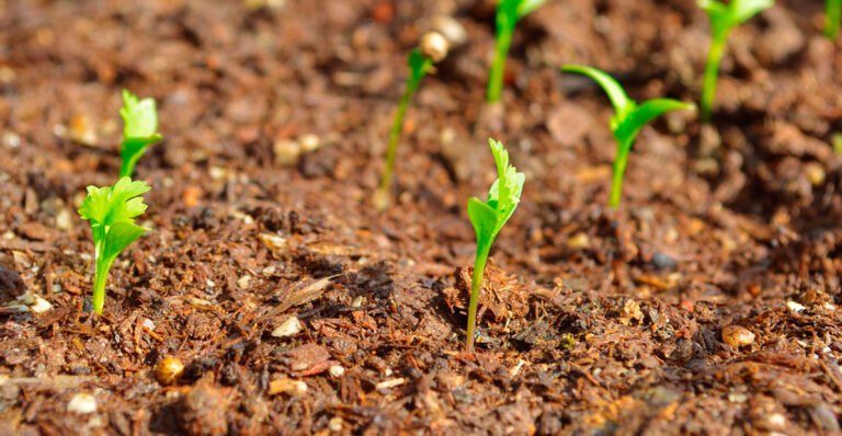 Guía Completa para Cultivar Cilantro en Macetas o en el Jardín