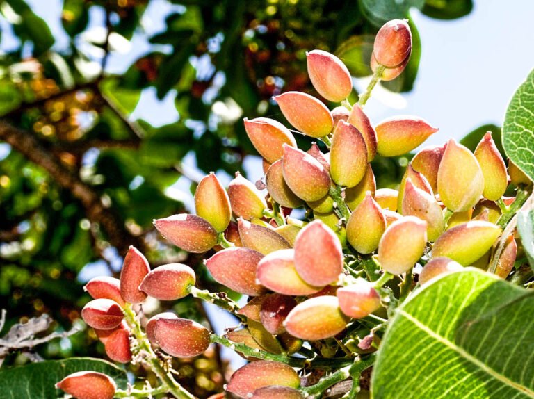 Guía para cultivar pistachos: El secreto detrás de este delicioso fruto