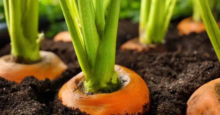 Cómo cultivar zanahorias en casa: Guía completa de jardinería